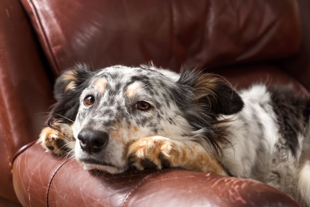 Dog lying on sofa