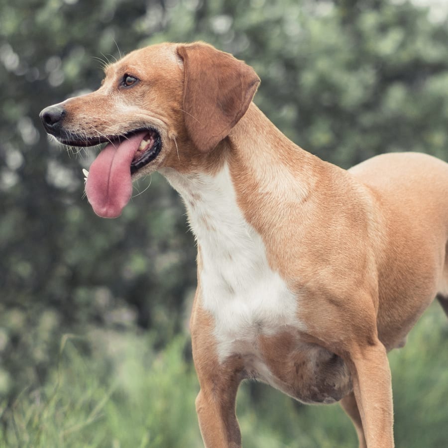 Rancho Regional Veterinary Hospital in Rancho Cucamonga