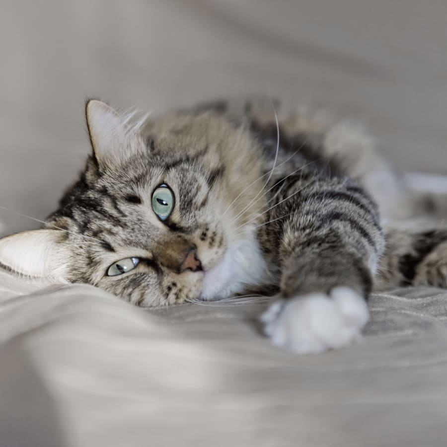 Cat & Dog Wellness Exams, Rancho Cucamonga