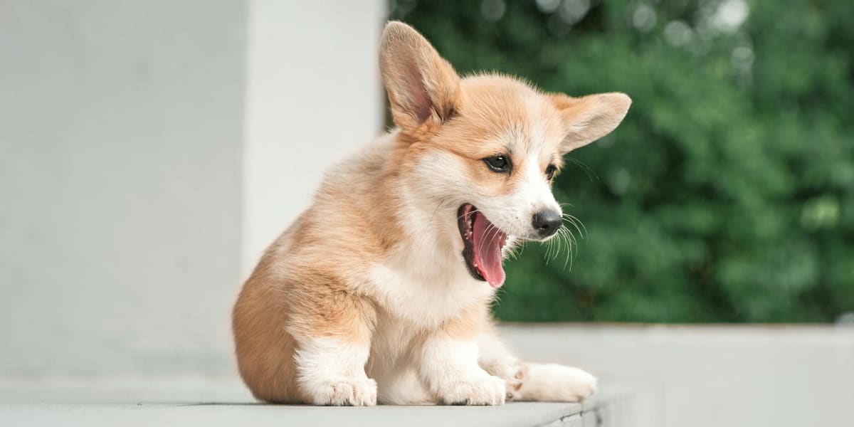 Rancho Regional Veterinary Hospital