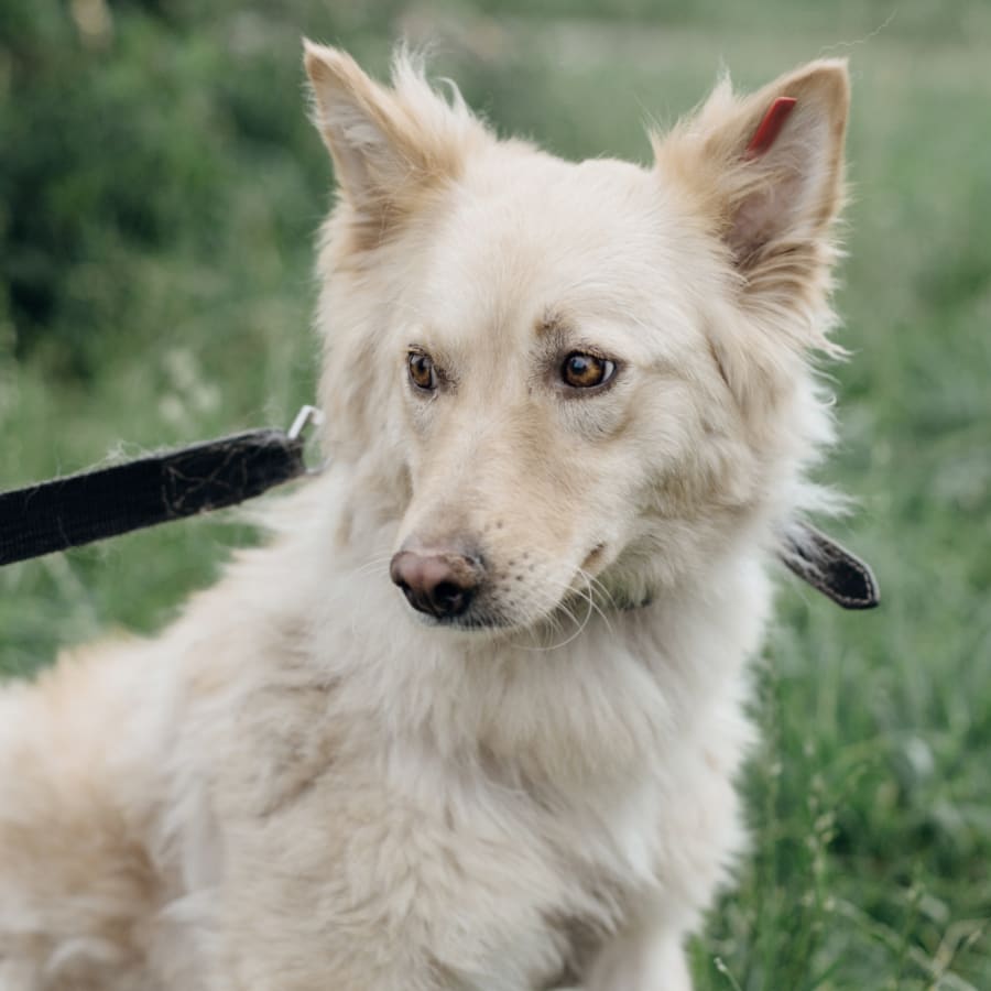 Internal Medicine for Cats & Dogs, Rancho Cucamonga