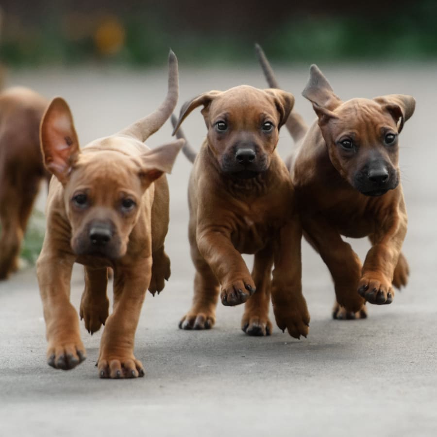 Puppies & Kittens Veterinary Care in Rancho Cucamonga