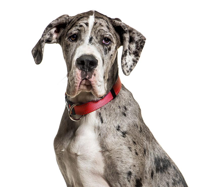 Giant Dogs, Rancho Regional Veterinary Hospital